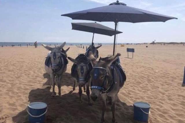 Louis Wagner  posted this image of the donkeys to reassure the public. ANL-180726-092628001